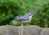 Nuthatch copy.jpg