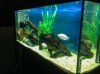 fish tank 1.jpg