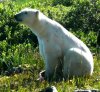 Polar Bear in a Wood.jpg