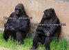 Facebook Gorillas.jpg