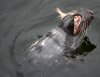 stornoway grey seal.JPG