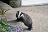 Badger edit nx2.jpg