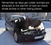 Cow on Beemer.jpg