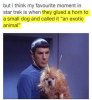 funny-Spock-Star-Trek-dog-exotic-animal-1.jpg