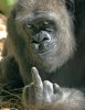 gorilla_showing_you_the_middle_finger.jpeg