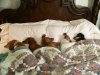 funny-dog-bed-17-free-wallpaper.jpg