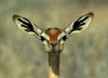 antelope-chewing.gif