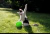 Cat and ballon.jpg