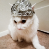 tinfoilhatcat.png