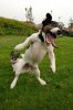 Jack-Russell-Terrier-jumping.jpg