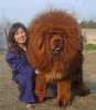 Tibetan Mastif.jpg