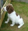 english-springer-spaniel-pup-52066a3f331f5.jpg