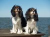 King_Charles_Spaniels_on_Great_South_Bay_Long_Island.jpg